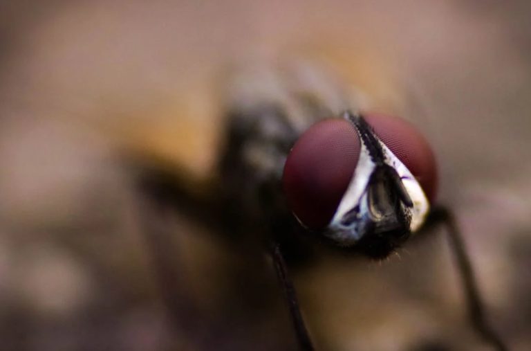 different types of fleas